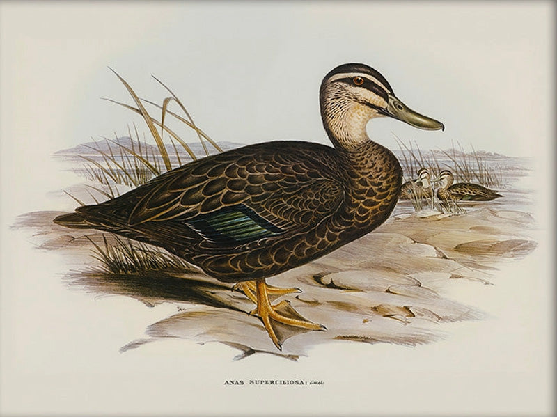 Vintage Duck Illustration Art Print