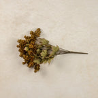 Golden Green Hops Bush