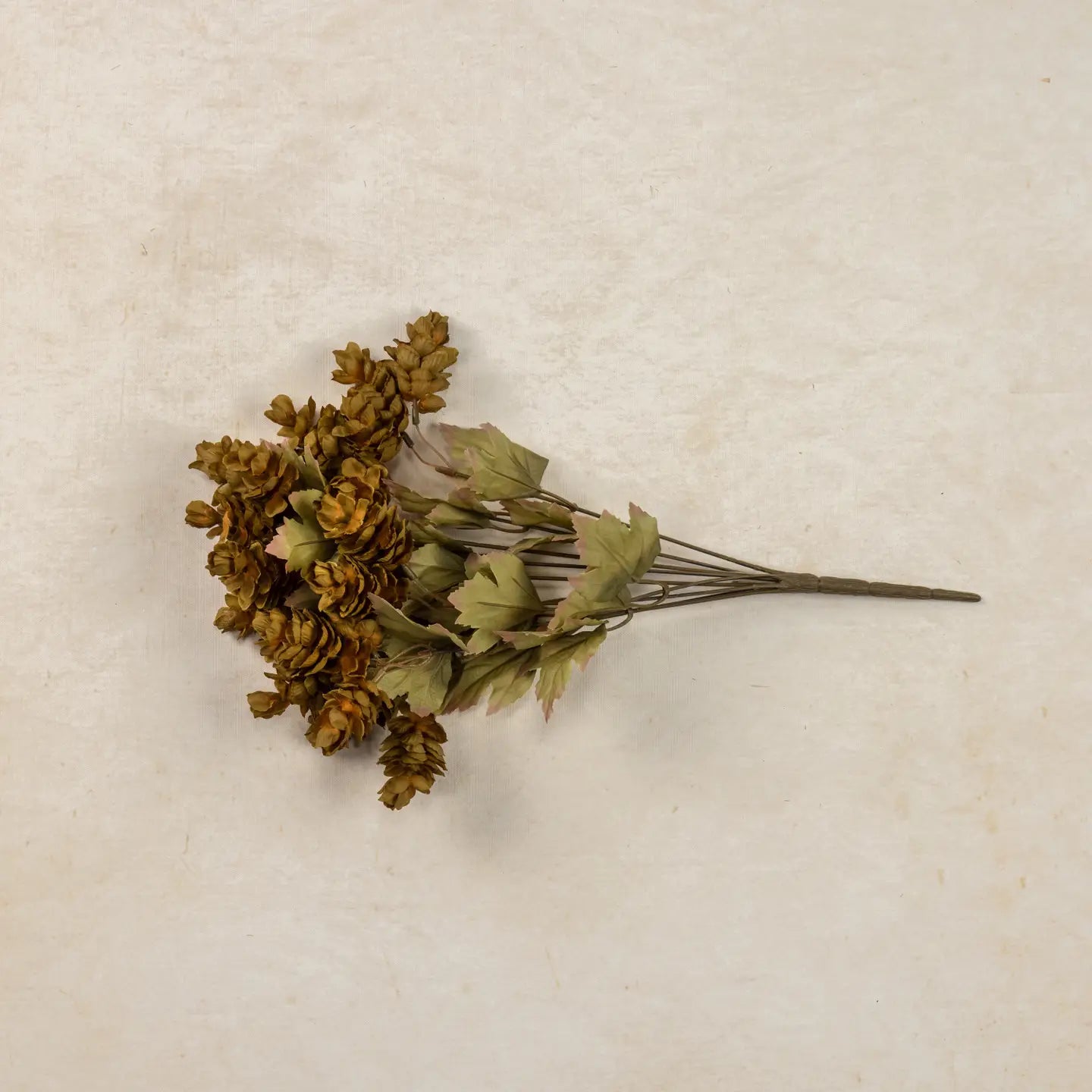 Golden Green Hops Bush