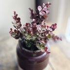 Dark Maroon Eucalyptus Pick