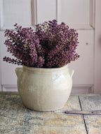 Plum Astilbe Bush Pick