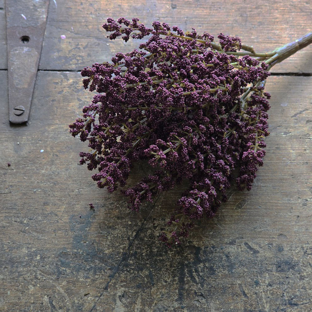 Plum Astilbe Bush Pick